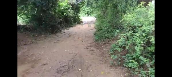  Agricultural Land 3 Bigha for Sale in Savli, Vadodara