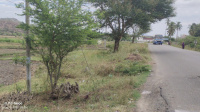  Agricultural Land for Sale in Peraiyur, Madurai