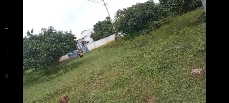  11 Acre Agricultural/Farm Land for Sale in Hunsur, Mysore