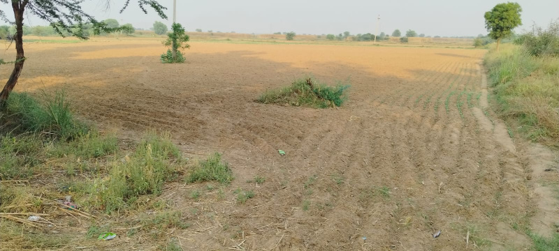  13 Acre Agricultural/Farm Land for Sale in Ferozepur Jhirka, Nuh