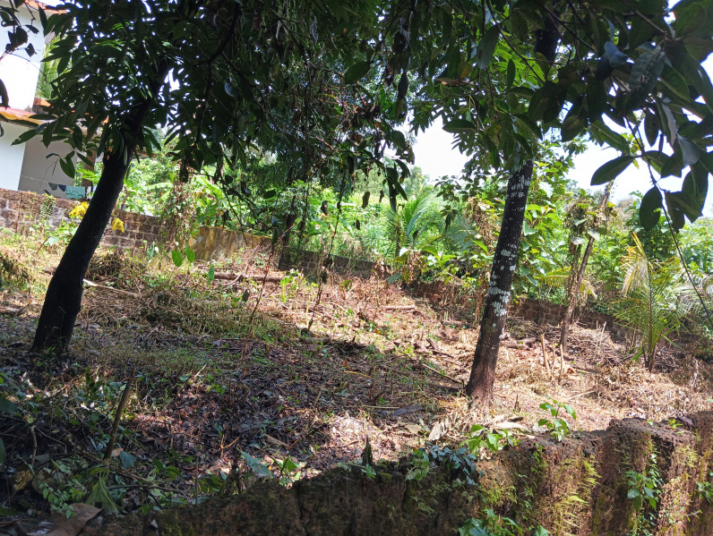  11 Cent Residential Plot for Sale in Chala, Kannur