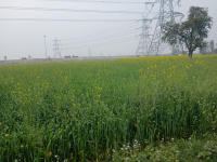  Residential Plot for Sale in Sahjanwa, Gorakhpur