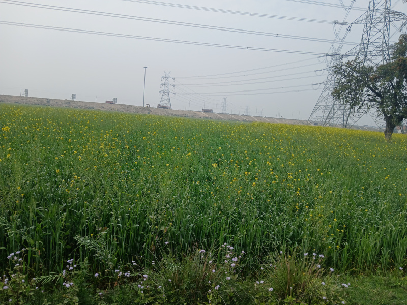  2 Bigha Residential Plot for Sale in Sahjanwa, Gorakhpur
