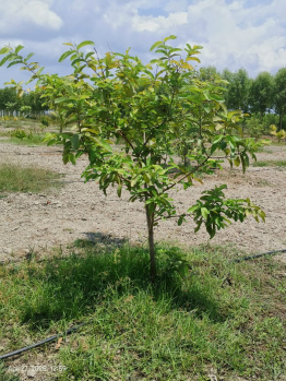  Agricultural Land for Sale in Maduranthakam, Chengalpattu