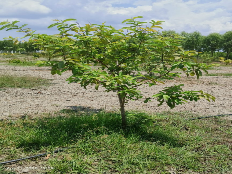  9600 Sq.ft. Agricultural/Farm Land for Sale in Maduranthakam, Chengalpattu