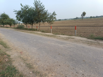  Agricultural Land for Sale in Mirpur, Sirsa