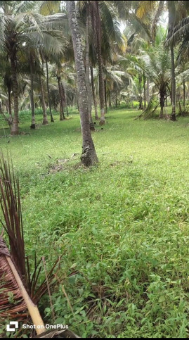  2 Acre Agricultural/Farm Land for Rent in Ring Road, Mysore