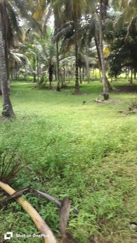  2 Acre Agricultural/Farm Land for Rent in Ring Road, Mysore