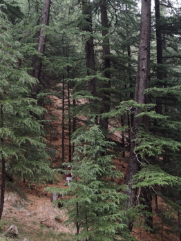 Commercial Land for Sale in Narkand, Shimla