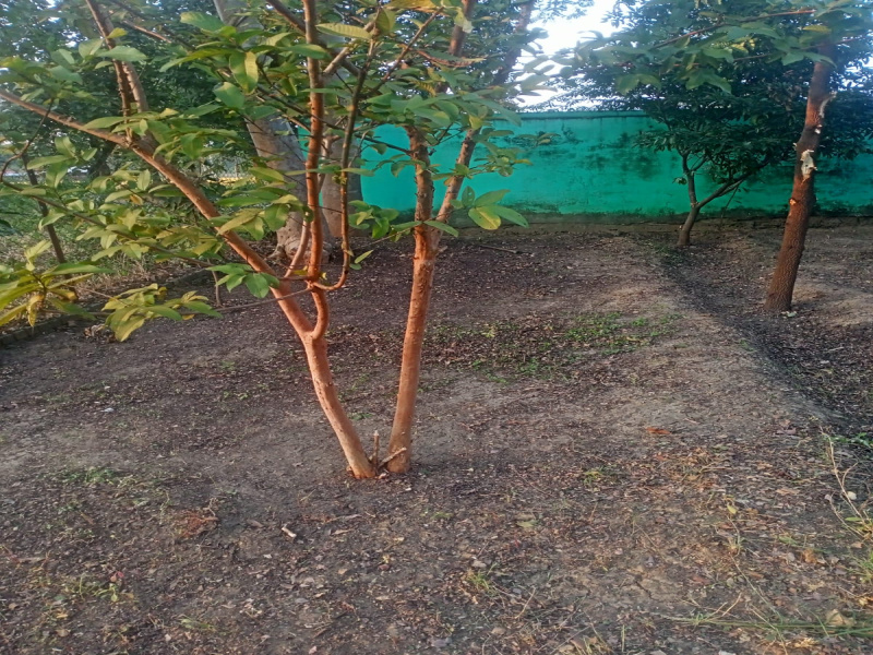 22000 Sq.ft. Agricultural/Farm Land for Sale in Waraseoni, Balaghat