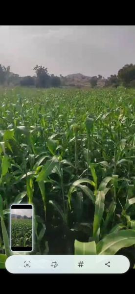 40 Acre Agricultural/Farm Land for Sale in Jejuri MIDC, Pune