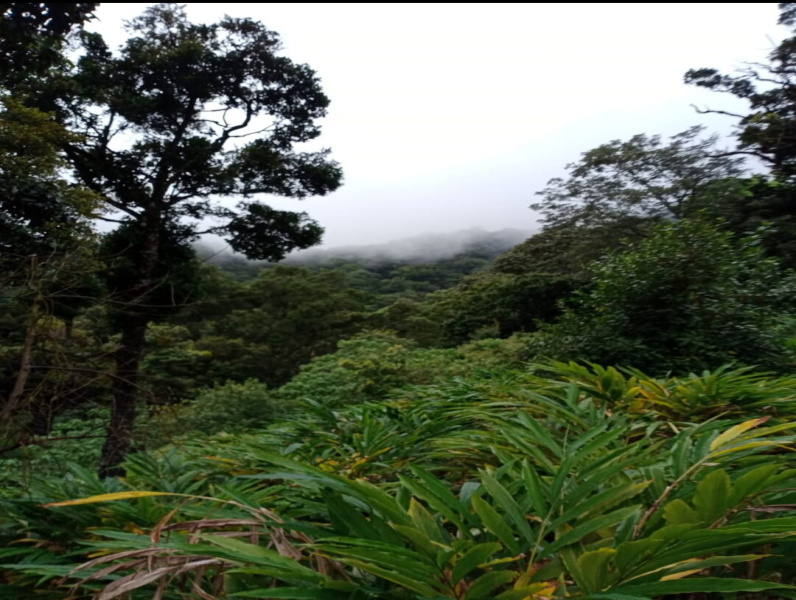  36 Acre Agricultural/Farm Land for Sale in Megamalai, Theni