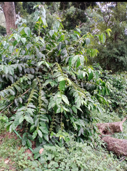  36 Acre Agricultural/Farm Land for Sale in Megamalai, Theni