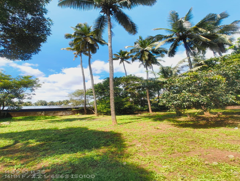 40 Cent Residential Plot for Sale in Mannuthy, Thrissur