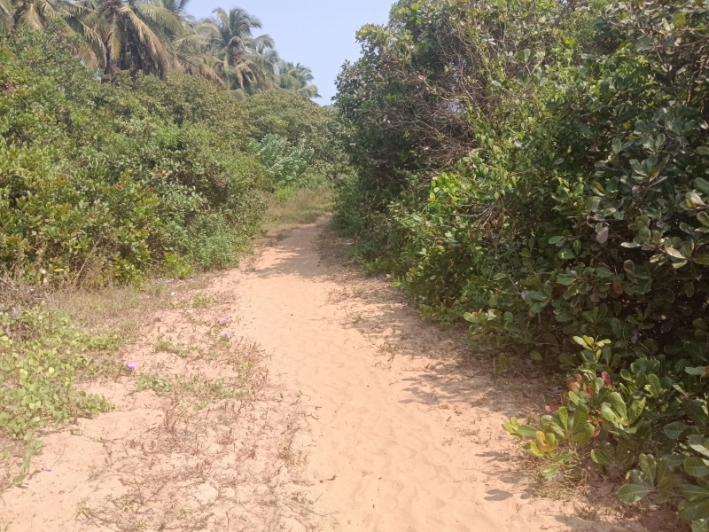  34 Acre Agricultural/Farm Land for Sale in Vengurla, Sindhudurg