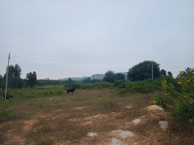  20 Guntha Agricultural/Farm Land for Sale in Sidlaghatta, ChikBallapur