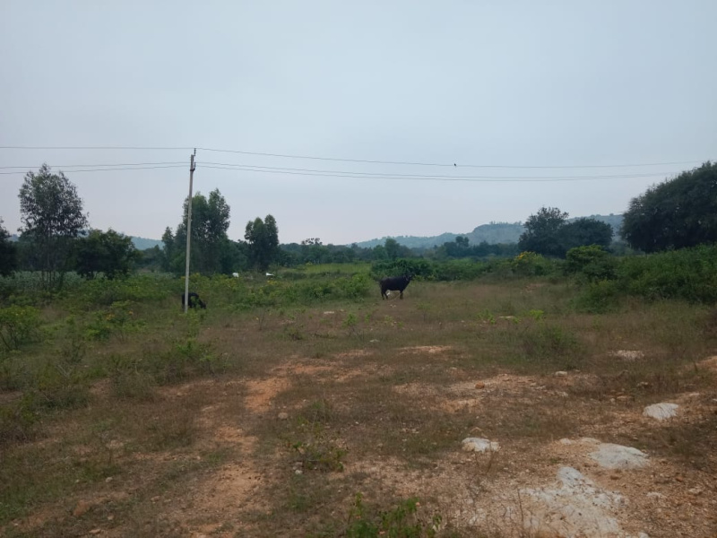  20 Guntha Agricultural/Farm Land for Sale in Sidlaghatta, ChikBallapur
