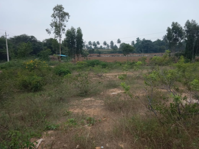  20 Guntha Agricultural/Farm Land for Sale in Sidlaghatta, ChikBallapur