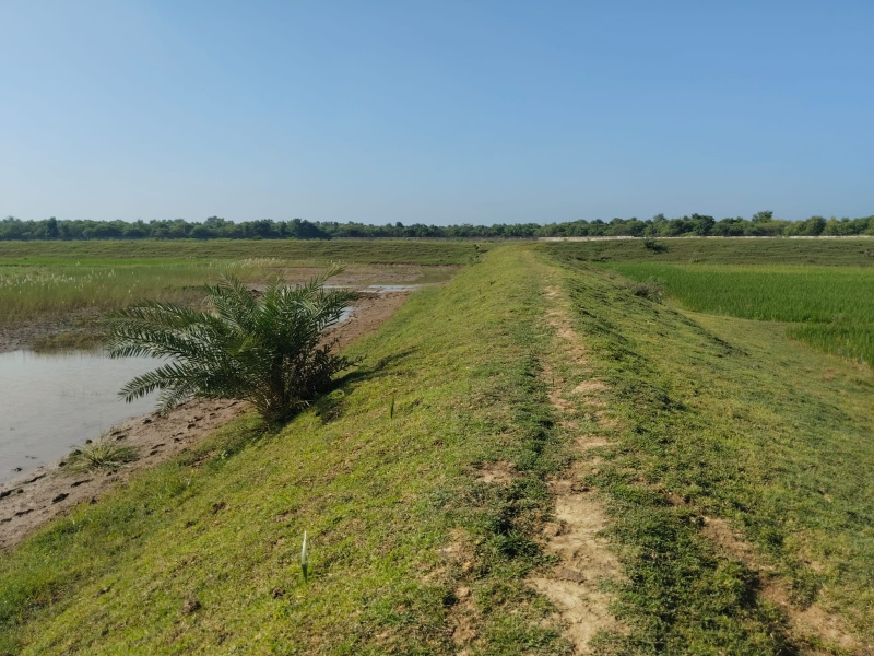  5 Bigha Residential Plot for Sale in Ashok Nagar, Gaya