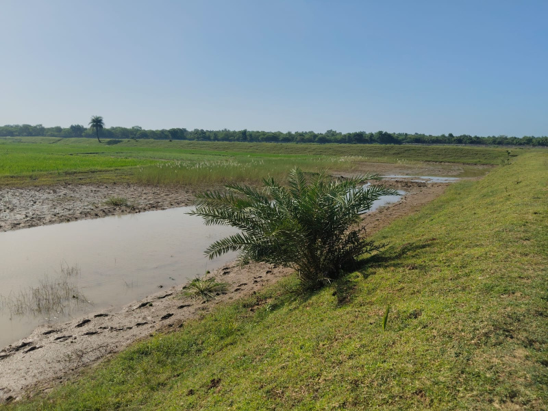  5 Bigha Residential Plot for Sale in Ashok Nagar, Gaya