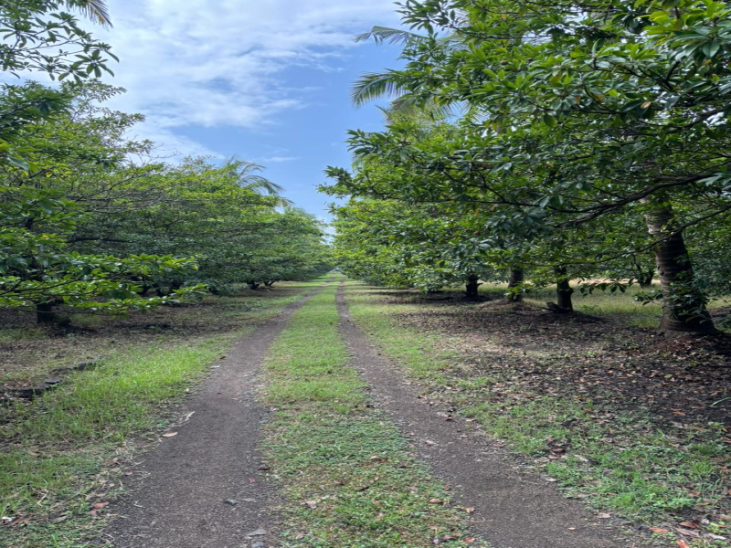  9 Acre Agricultural/Farm Land for Sale in Dahanu, Palghar