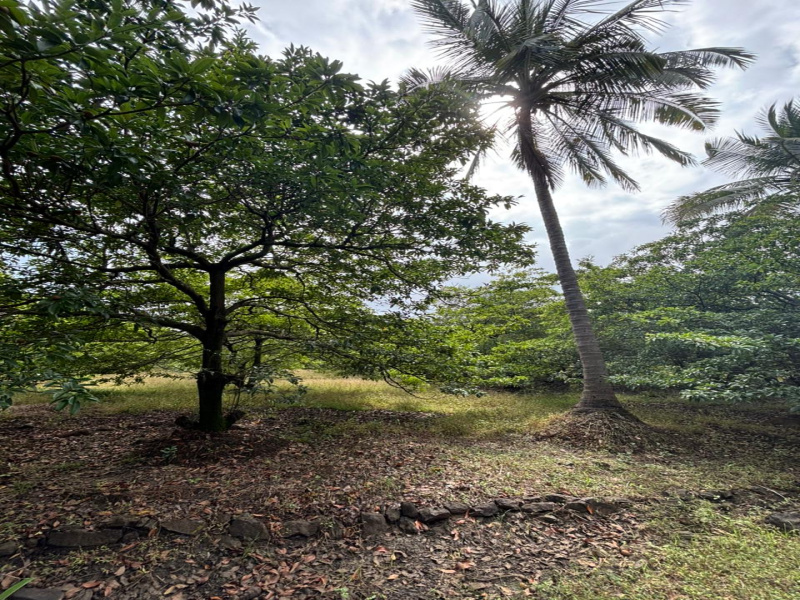  9 Acre Agricultural/Farm Land for Sale in Dahanu, Palghar