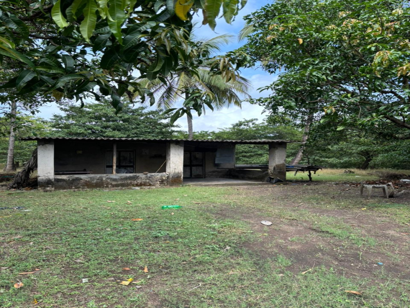  9 Acre Agricultural/Farm Land for Sale in Dahanu, Palghar