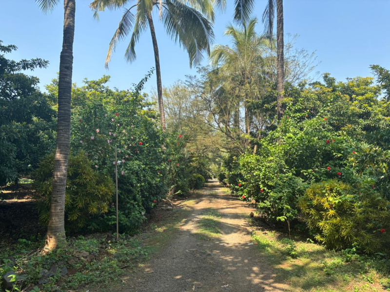  5 Acre Agricultural/Farm Land for Sale in Dahanu, Palghar