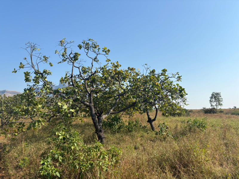  7 Acre Agricultural/Farm Land for Sale in Jawhar, Palghar