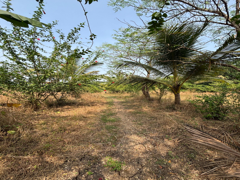  4 Acre Agricultural/Farm Land for Sale in Dahanu, Palghar