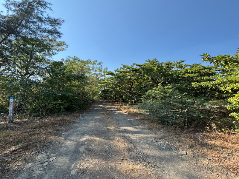  11 Guntha Agricultural/Farm Land for Sale in Dahanu, Palghar