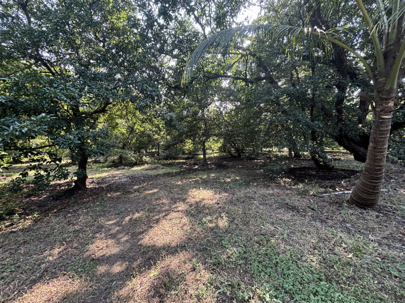  12 Acre Residential Plot for Sale in Dahanu, Palghar