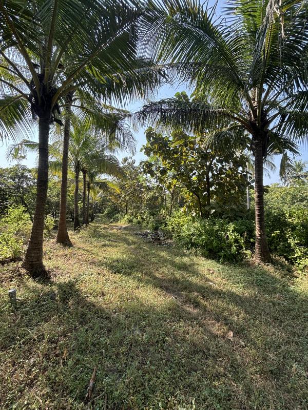  12 Acre Residential Plot for Sale in Dahanu, Palghar