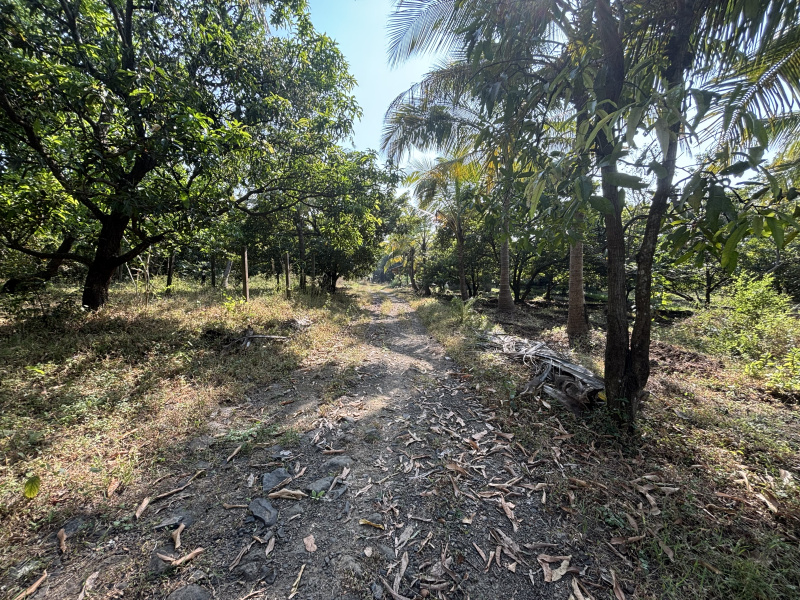  12 Acre Residential Plot for Sale in Dahanu, Palghar