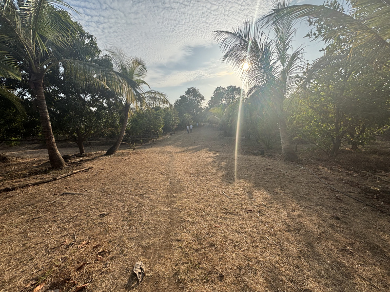  80 Guntha Residential Plot for Sale in Dahanu, Palghar