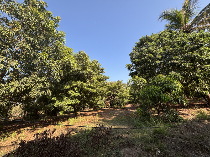  40 Guntha Residential Plot for Sale in Gholvad, Palghar