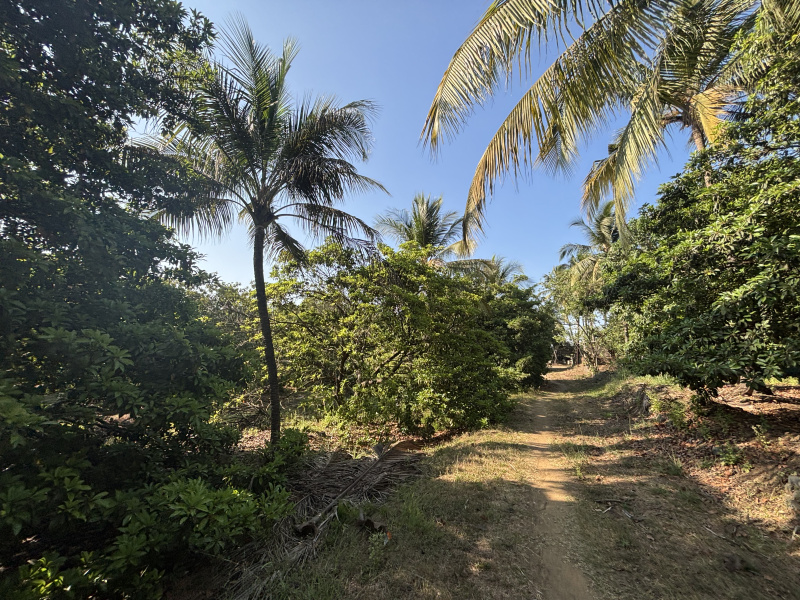  40 Guntha Residential Plot for Sale in Gholvad, Palghar