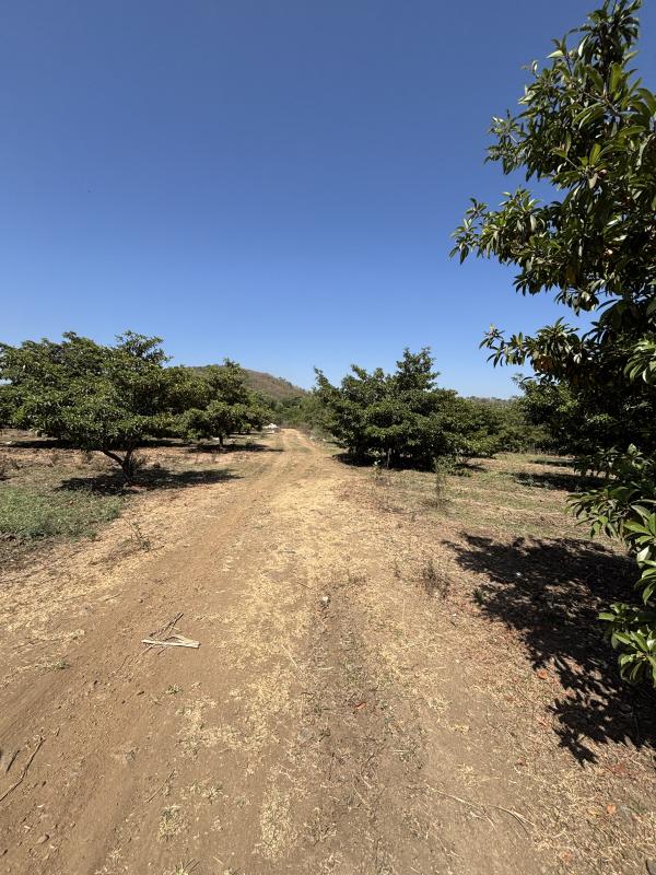  5 Hectares Residential Plot for Sale in Dahanu, Palghar