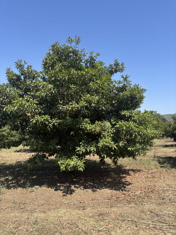  5 Acre Residential Plot for Sale in Dahanu, Palghar