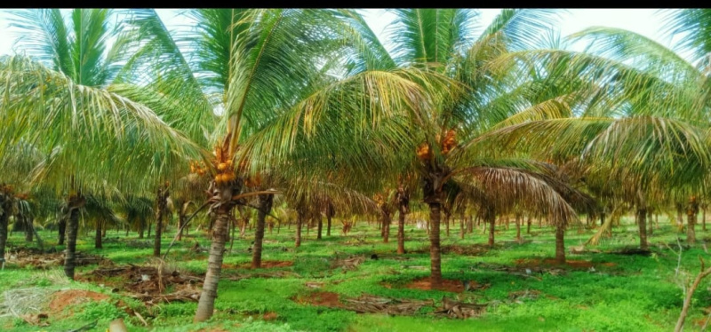  5 Acre Agricultural/Farm Land for Sale in Namagiripettai, Namakkal