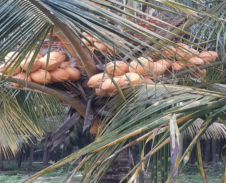  5 Acre Agricultural/Farm Land for Sale in Namagiripettai, Namakkal