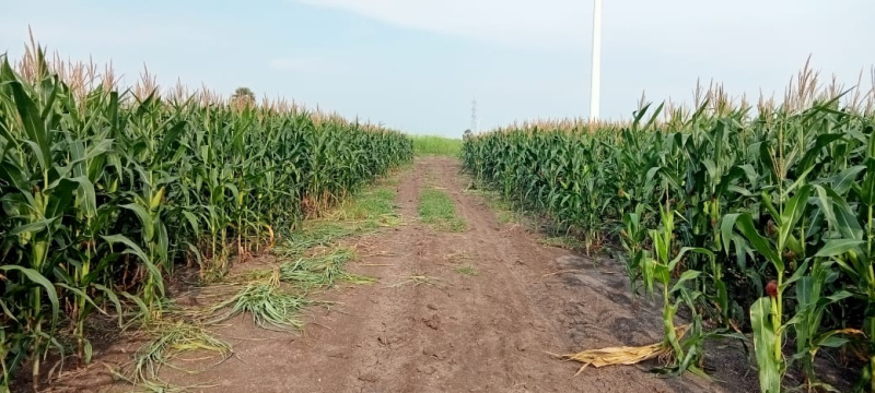  3200 Sq.ft. Residential Plot for Sale in Nedunchalai Nagar, Salem