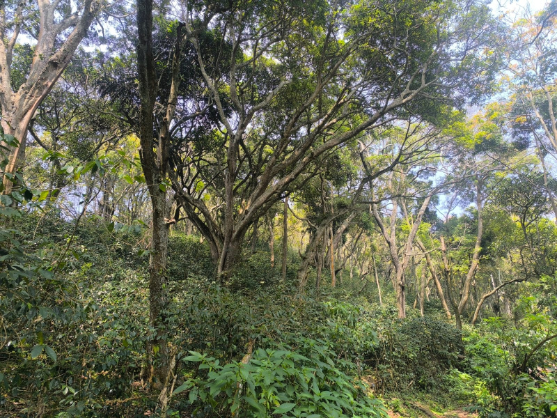  7623 Sq.ft. Residential Plot for Sale in Yercaud, Salem