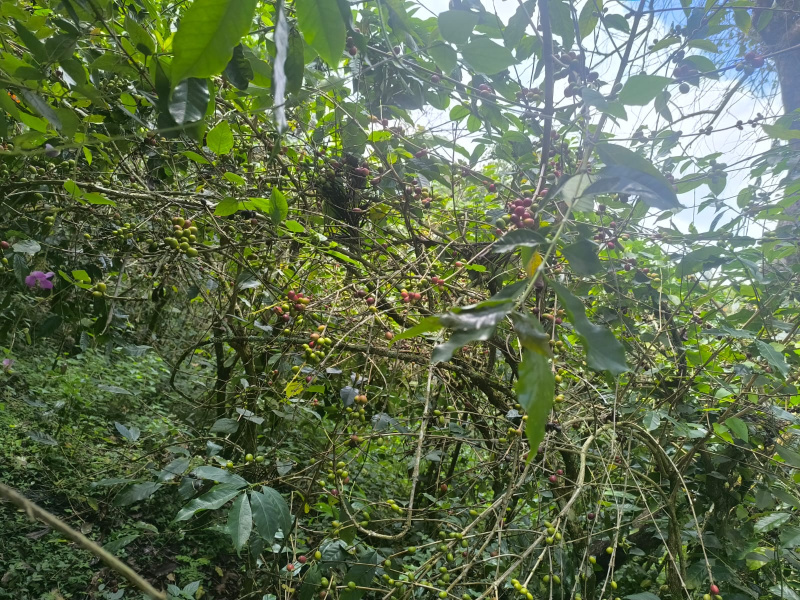  7623 Sq.ft. Residential Plot for Sale in Yercaud, Salem