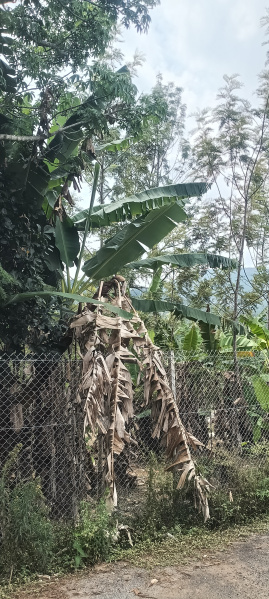  2000 Sq.ft. Residential Plot for Sale in Yercaud, Salem
