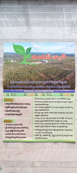  Agricultural Land for Sale in Devarapalli, Visakhapatnam