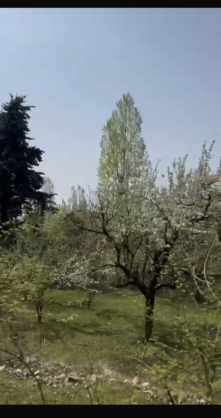  77 Marla Residential Plot for Sale in Nishat, Srinagar