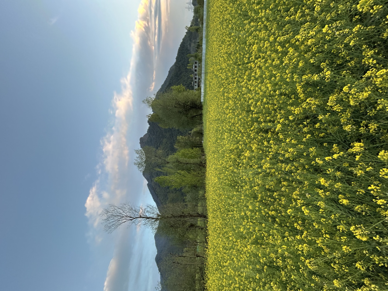  40 Marla Commercial Land for Sale in Harwan, Srinagar