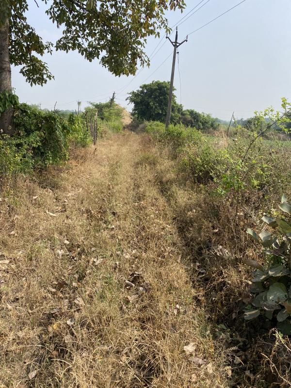  3 Acre Agricultural/Farm Land for Sale in Jalalabad, Hoshangabad