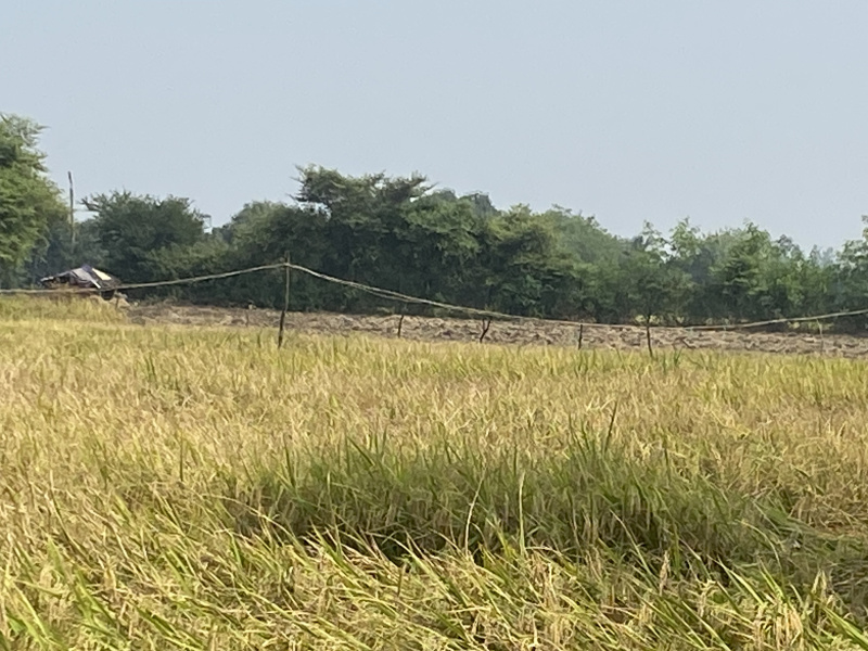  3 Acre Agricultural/Farm Land for Sale in Jalalabad, Hoshangabad